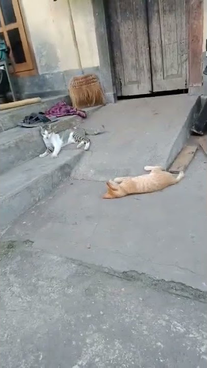 Kucing Gelud