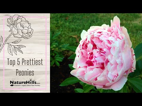 वीडियो: फेस्टिवा मैक्सिमा (peony): विवरण