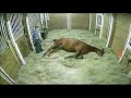 horse giving birth 1/20/2018
