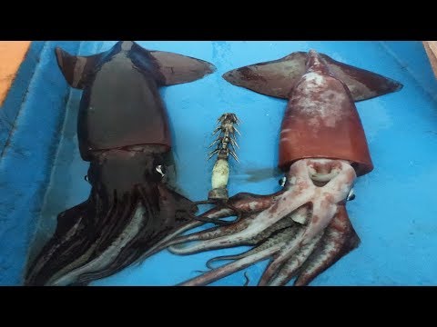 #PESCA Nocturna De Calamar Gigante ( POTA) 80 Millas Mar Afuera │Episodio #3 ✔