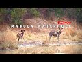 Mabula game lodge  wildlife live stream