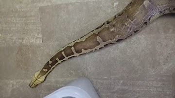 Sarawak shorttail python Dipong