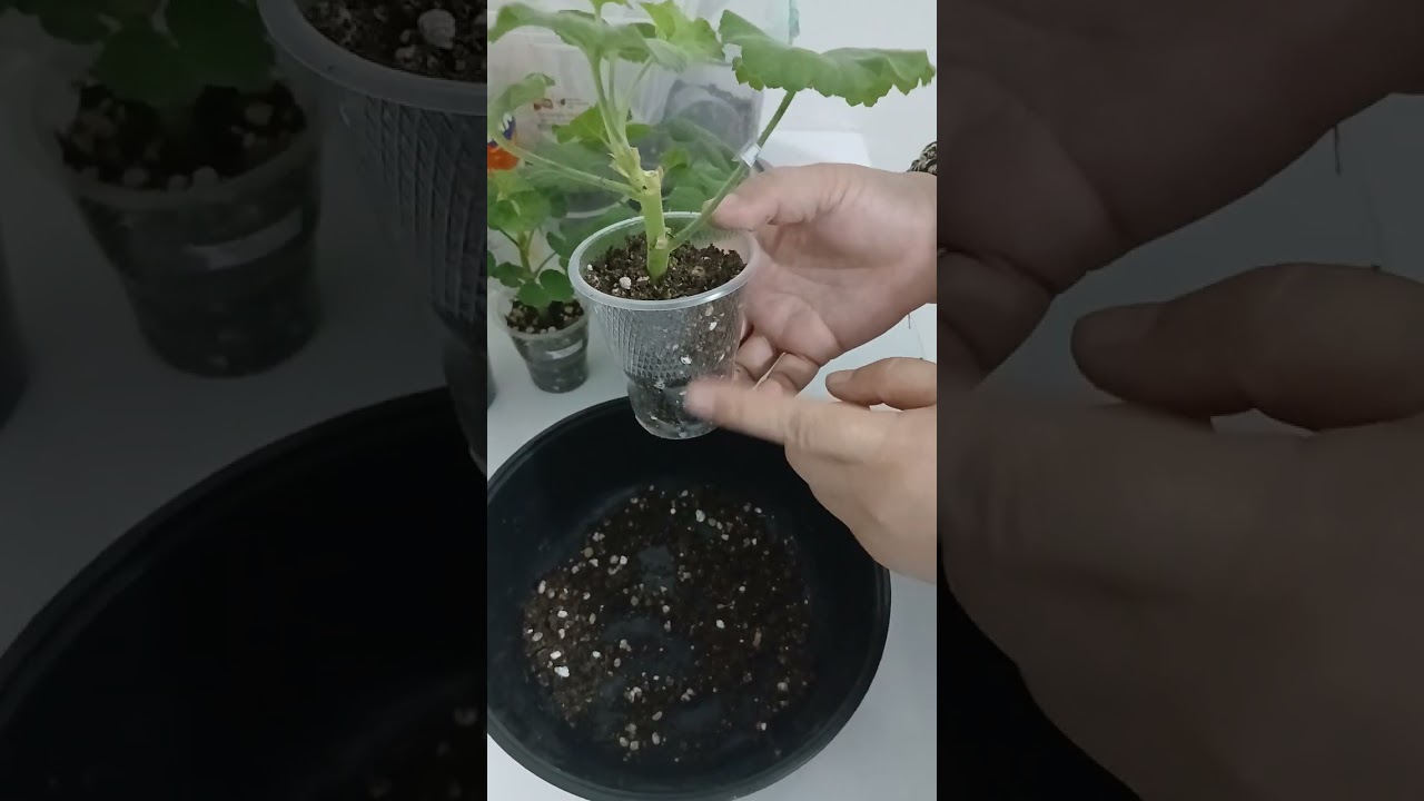 Geran chirinkasi nega chirib qoladi.Tomirlagan cherinkani qanday ekib olish kerak.