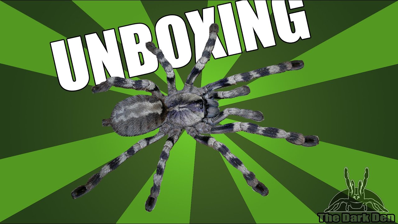 sheet bend Unboxing 3 - Poecilotheria formosa 0.1