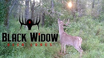 MAKING A MOCK SCRAPE & LICKING BRANCH w/ Black Widow Deer Lures