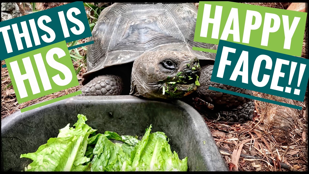 Produce Feeding Day for the Critters!