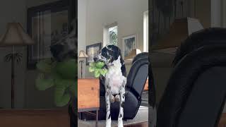 Great Dane sits funny #dog #greatdane #doglover #dogshorts #doggo #animals #animalshorts #bigdog #yt