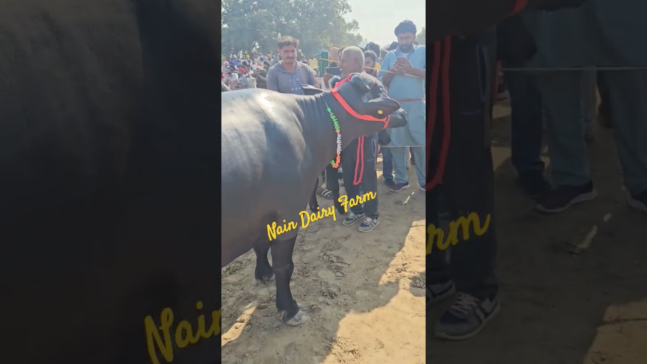 Champion 🏆  Dry Murrah Beauty Competition in Dhanola 