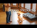 Labrador Retriever How To Train A Family Dog - and Sprigs 5 Month Progress Report