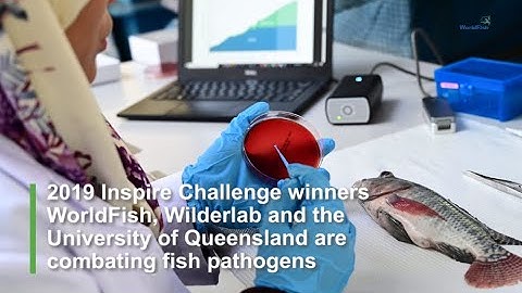 A New Concept for Rapid Genomic Detection of Fish Disease