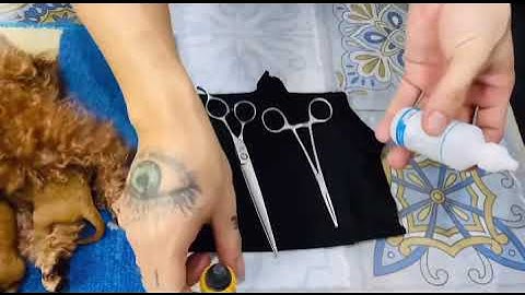 Cách cắt đuôi chó poodle tại nhà