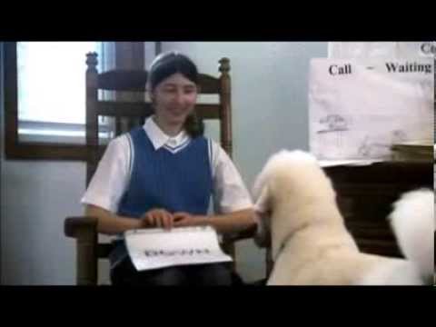 Videó: Uszkár (miniatűr) Kutyafajta Hipoallergén, Egészségi és élettartamú