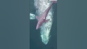 Hiếm hoi cảnh cá voi xám sinh con khó gặp #myvideo #giaitri #xuhuong #kythu