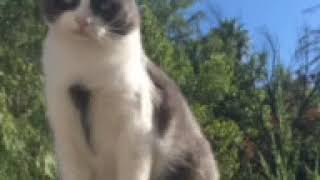 FCCC Cat Talk - Buddy Year 3 by Feral Cat Caretakers’ Coalition 18 views 3 years ago 3 minutes, 35 seconds