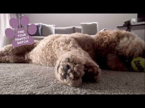 Is Pet Friendly Carpet Worth It