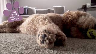 Pet Friendly Carpet & Flooring - Find your Pawfect Match