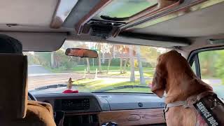 Bloodhound Traveling Blues in a Van