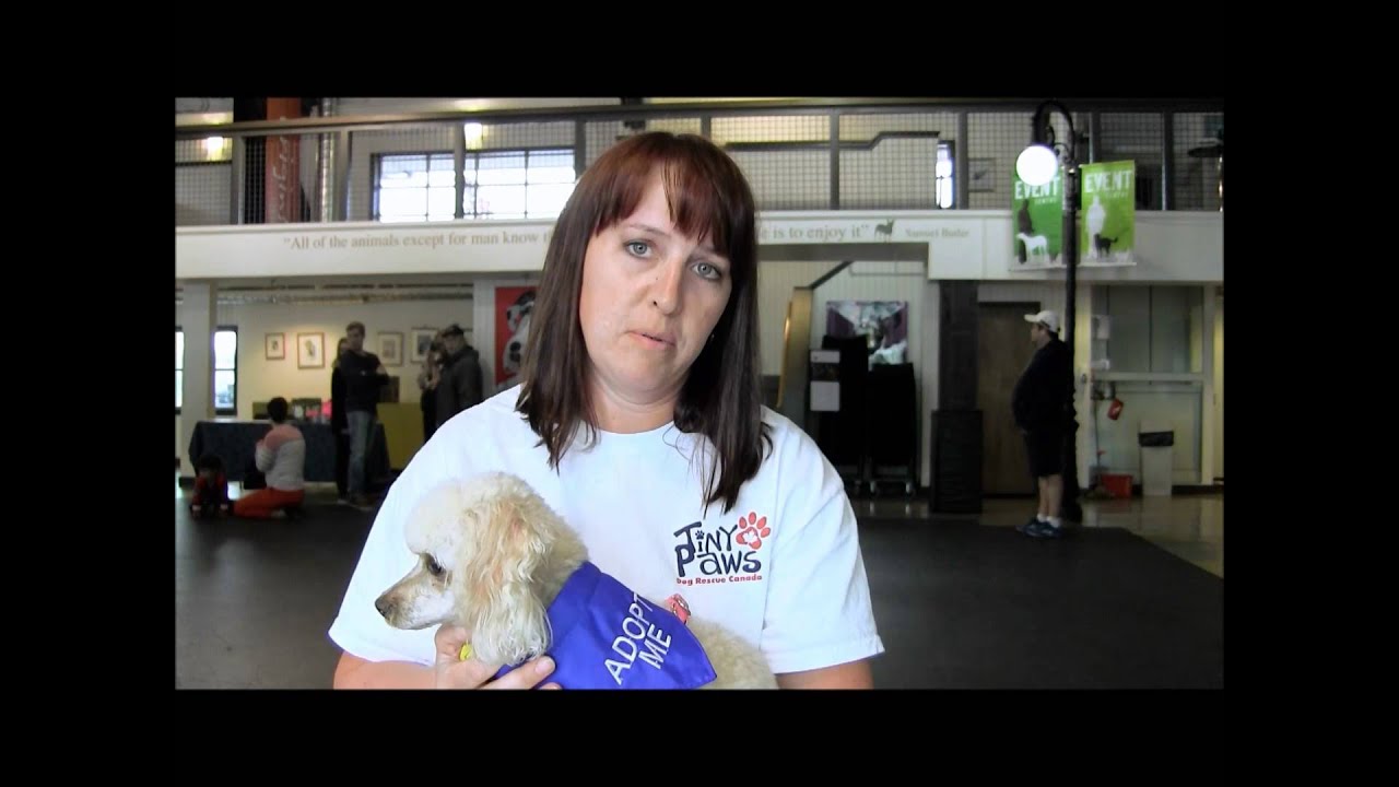tiny-paws-dog-rescue-canada-youtube