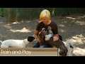 Zen Dogs Chicago: Doggy Day Care Zen Dogs Chicago: Doggy Day Care