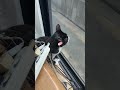 4961 目をつぶって🐱チャー