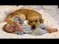 Golden Retriever Adopts Adorable Baby Boy As His Own! (Cutest Relationship!!)