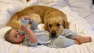 Golden Retriever Adopts Adorable Baby Boy As His Own! (Cutest Relationship!!)
