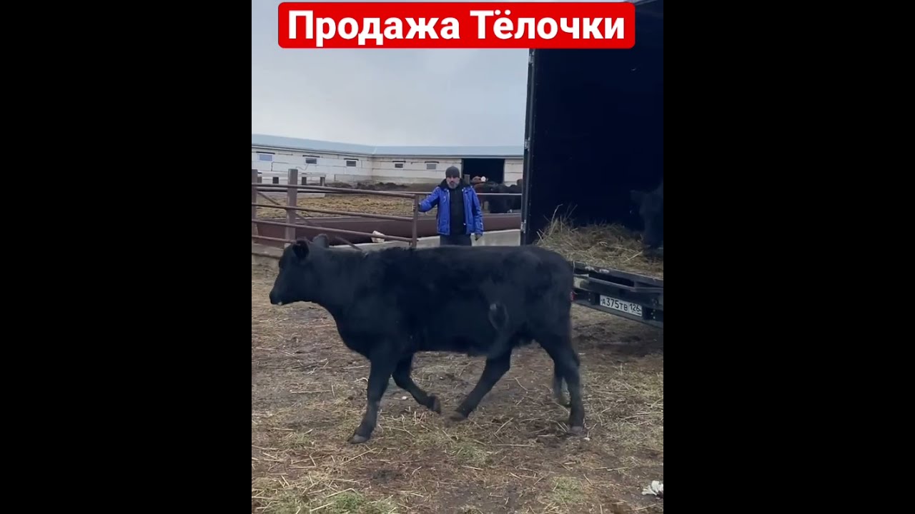 Купить Телочку Или Бычка В Крыму