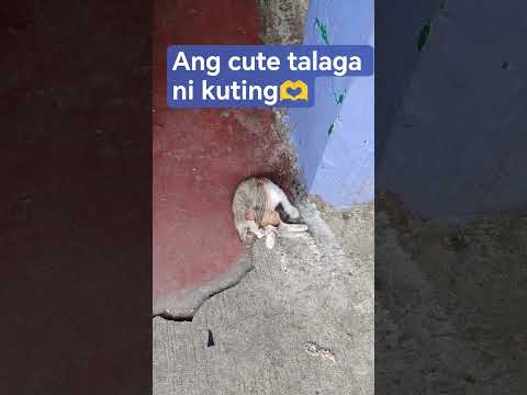 Polengreen3508 Polen Green 7 Pol Bayron357 Fulgencioamilbayron Cat Kitten Viral Cute