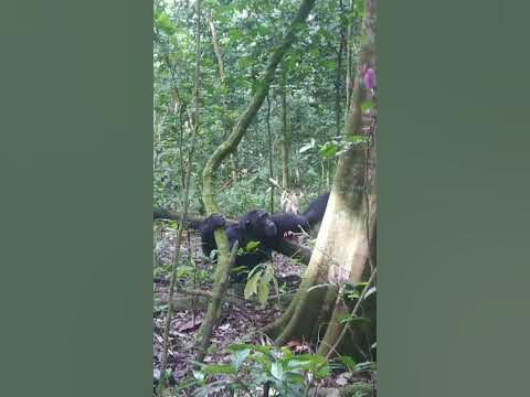 6 Interesting facts about Chimpanzees 👇 - YouTube