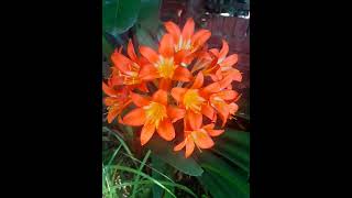Clivias in bloom #shorts