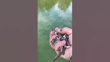Кормим форель хамсой Рыба растет на глазах!