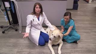 ANIMAL HEALTH - The Importance of Bloodwork