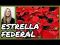 🍁ESTRELLA FEDERAL / FLOR DE NAVIDAD/ FLOR DE PASCUA.@VeronicaCampaniniPlantas