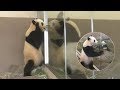 【結＆桃『イエ~イ🎶』】🐼ハッスル中の桃浜🍑結浜と全力で遊ぶｗ🎀✨【姉妹パンダ】Giant Panda -Yuihin&Touhin-☆High touch✨