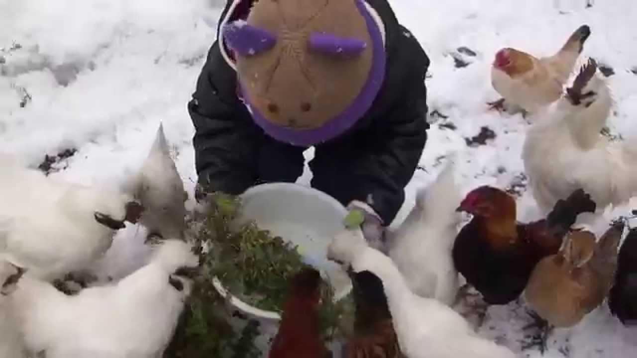 ひよこ草を食べる鶏たち 1 3 15 2 24 Youtube ひよこ草を食べる鶏たち 1 3 15 2 24 Youtube