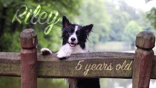 Riley Border Collie 5 Years Old by Little Riley 5,782 views 4 years ago 2 minutes, 12 seconds