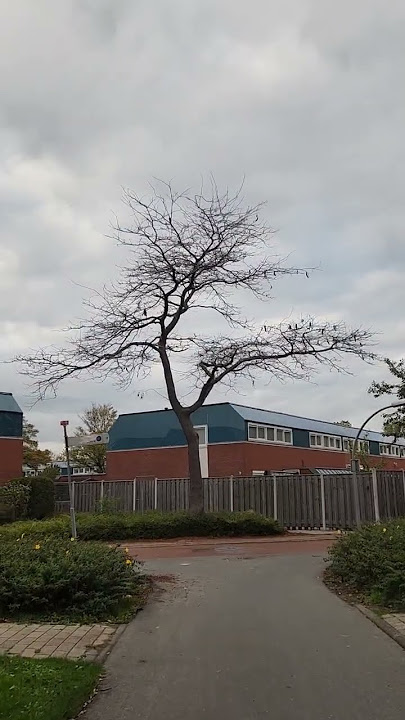 Download lagu Fall #shortsvideo #adventure #autumn