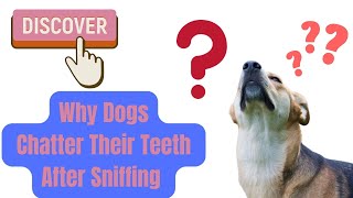 Discover Why Dogs Chatter their Teeth After Sniffing