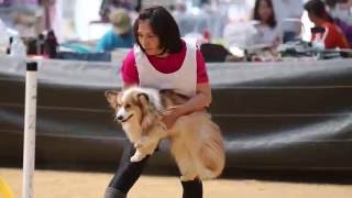 JKC 京都京洛トレーナーズクラブアジリティー競技会ダイジェスト