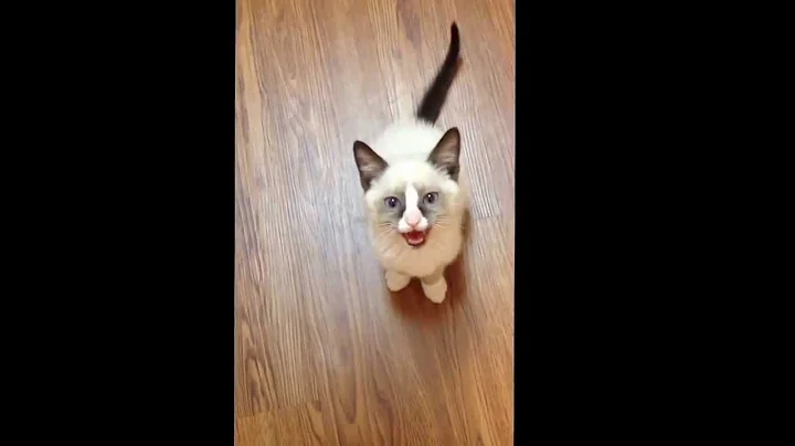 Watch the video about Siamese Kitten talking