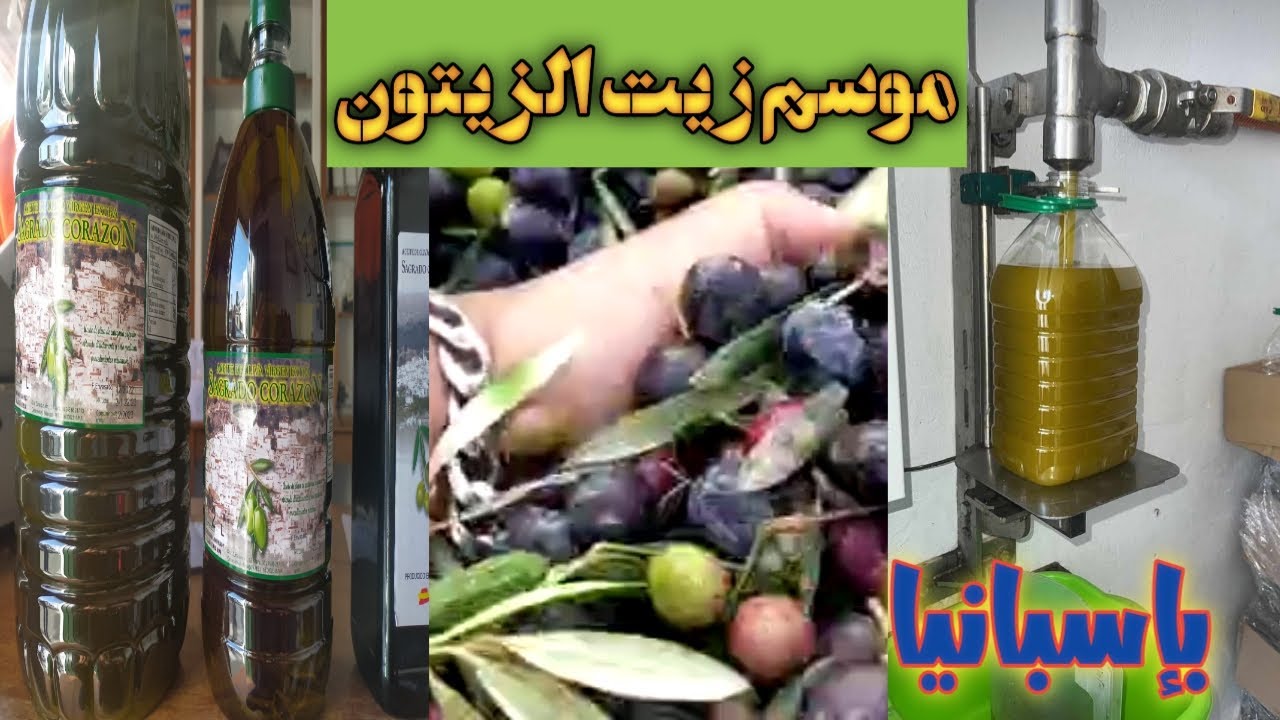 زيارة بلد زيت الزيتون بطريقة عصرية بإسبانيا