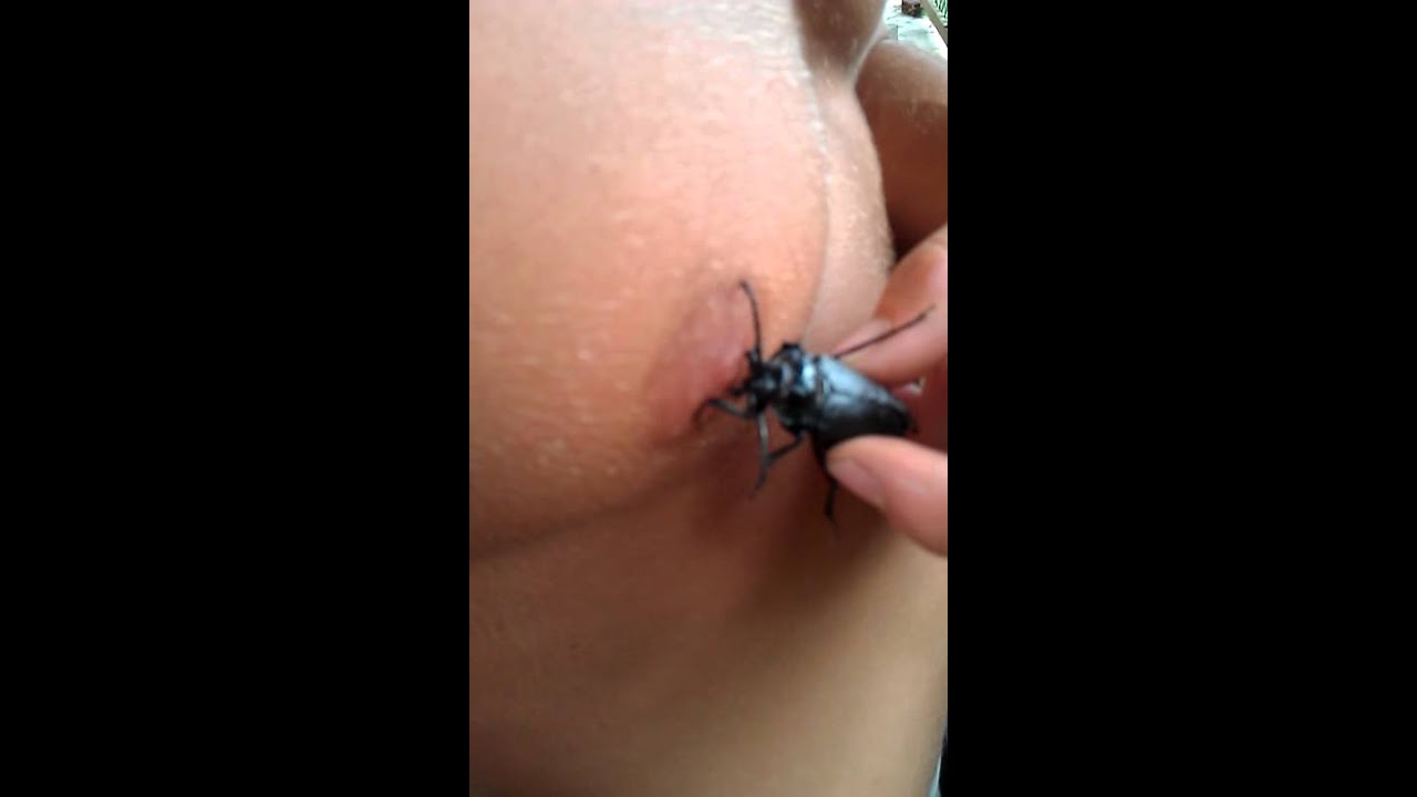 Nipple biting beetle - YouTube.