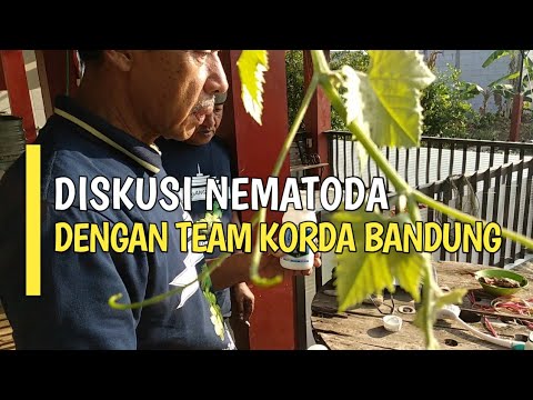 Video: Perawatan Nematoda Simpul Akar Plum: Apa yang Harus Dilakukan Tentang Nematoda Pada Akar Plum