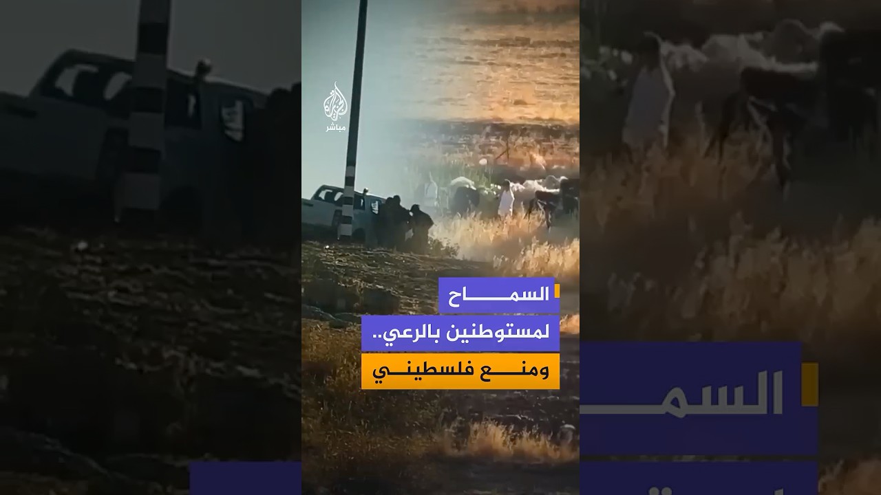 مستوطنون يرعون أغنامهم في أراضٍ فلسطينية شرق رام الله.. واعتقال فلسطيني أثناء رعي مواشيه جنوب الخليل