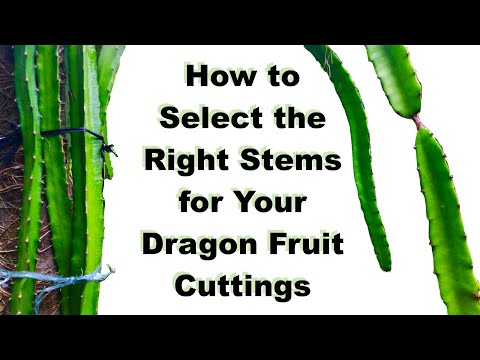 How to Select the Right Stems for Dragon Fruit (Pitaya) Cuttings