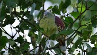 Thick billed Green Pigeon