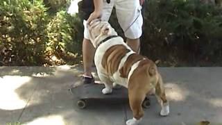 How to train your dog to skateboard PART 2