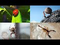 🐝🦋 🕊️ Insects - Learning and Puzzles