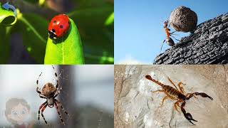 🐝🦋 🕊️ Insects - Learning and Puzzles