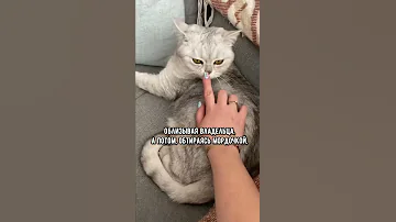 Почему кошки лижут своих хозяев #shorts #кот #кошка